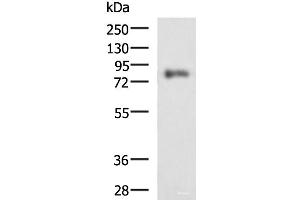 Western blot analysis of HepG2 cell lysate using PRKCSH Polyclonal Antibody at dilution of 1:1350