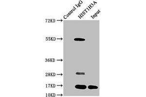 Immunoprecipitating HIST1H3A in HepG2 whole cell lysate (treated with 30 mM sodium butyrate for 4h) Lane 1: Rabbit control IgG instead of ABIN7139182 in HepG2 whole cell lysate (treated with 30 mM sodium butyrate for 4h). (HIST1H3A antibody  (acLys4))