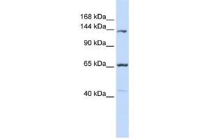 Western Blotting (WB) image for anti-Protocadherin 12 (PCDH12) antibody (ABIN2459088) (PCDH12 antibody)