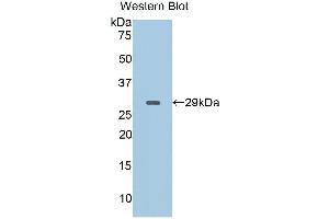 Western Blotting (WB) image for anti-CD40 Ligand (CD40LG) (AA 111-261) antibody (ABIN1858308)