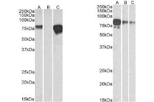 Left Panel: -1. (Recombinant Myc Tag antibody  (AA 408-439))