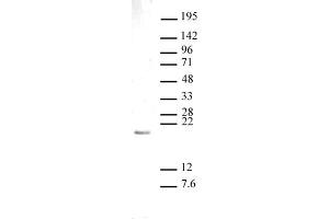 Histone H3 monomethyl Lys27 antibody (pAb) tested by Western blot. (Histone 3 antibody  (meLys27))