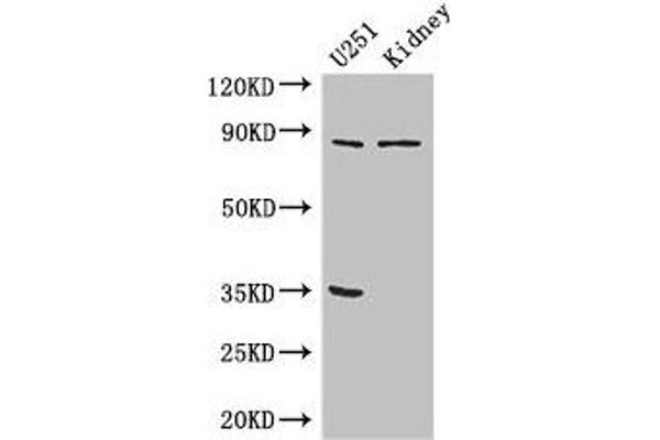 MSK2 antibody  (AA 237-393)