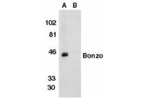 Western blot analysis of Bonzo in human spleen tissue lysate in the absence (lane A) or presence (lane B) of peptide with AP30160PU-N Bonzo antibody (NT2) at 1/500 dilution.