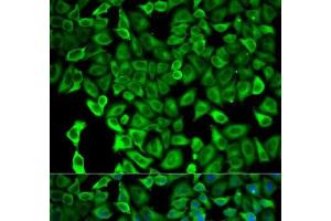 Immunofluorescence analysis of HeLa cells using PSMD2 Polyclonal Antibody