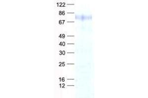 Validation with Western Blot (MSL2 Protein (His tag))