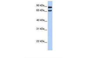 Image no. 1 for anti-Chromosome 9 Open Reading Frame 117 (C9orf117) (AA 110-159) antibody (ABIN6739434) (C9orf117 antibody  (AA 110-159))