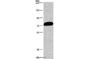 Western blot analysis of PC3 cell, using CDCP1 Polyclonal Antibody at dilution of 1:1100