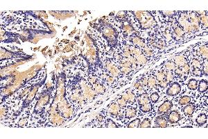 Detection of MUC2 in Rat Colon Tissue using Polyclonal Antibody to Mucin 2 (MUC2) (MUC2 antibody  (AA 27-110))