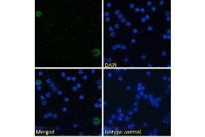 Immunofluorescence staining of fixed mouse splenocytes with anti-ICOSL (inducible T-cell costimulator ligand) antibody HK5. (Recombinant ICOSLG antibody)
