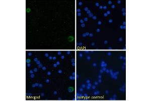 Immunofluorescence staining of fixed mouse splenocytes with anti-ICOSL (inducible T-cell costimulator ligand) antibody HK5. (Recombinant ICOSLG antibody)