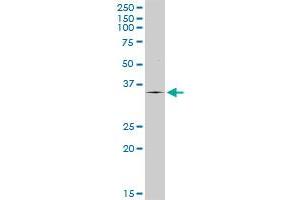 TPSAB1 MaxPab rabbit polyclonal antibody. (TPSAB1 antibody  (AA 1-275))