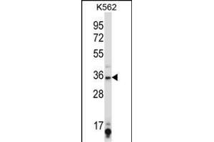 SIRT6 Antibody (C-term) (ABIN657945 and ABIN2846889) western blot analysis in K562 cell line lysates (35 μg/lane).
