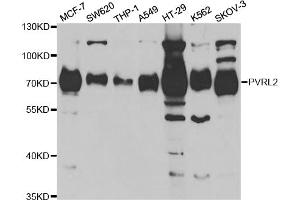 Western blot analysis of extracts of various cell lines, using PVRL2 antibody (ABIN5973114) at 1/1000 dilution. (PVRL2 antibody)