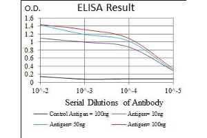 Image no. 1 for anti-Myogenic Factor 6 (MYF6) antibody (ABIN1491689) (MYF6 antibody)