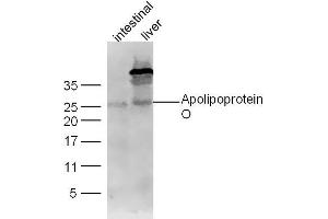 Lane 1: Mouse intestinal lysates Lane 2: Mouse Liver lysates probed with Apolipoprotein O Polyclonal Antibody, Unconjugated  at 1:300 dilution and 4˚C overnight incubation. (APOO antibody  (AA 101-198))
