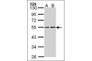 Sample (30 µg of whole cell lysate). (RUVBL2 antibody  (Ser129))