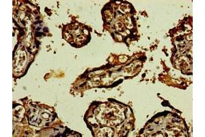 Immunohistochemistry of paraffin-embedded human placenta tissue using ABIN7148979 at dilution of 1:100 (CST9L antibody  (AA 29-147))