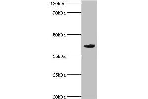 Western blot All lanes: Mortality factor 4-like protein 1 antibody at 2 μg/mL + A549 whole cell lysate Secondary Goat polyclonal to rabbit IgG at 1/10000 dilution Predicted band size: 42, 38, 27 kDa Observed band size: 42 kDa (MORF4L1 antibody  (AA 1-100))