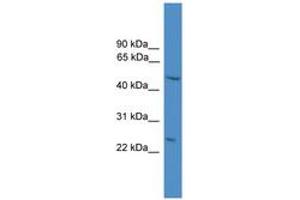 Image no. 1 for anti-DNA-Damage Regulated Autophagy Modulator 1 (DRAM1) (AA 70-119) antibody (ABIN6745422) (DRAM antibody  (AA 70-119))