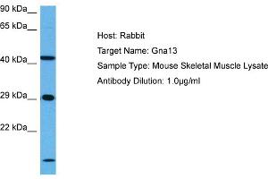 Host: Mouse Target Name: GNA13 Sample Tissue: Mouse Skeletal Muscle Antibody Dilution: 1ug/ml (GNA13 antibody  (N-Term))