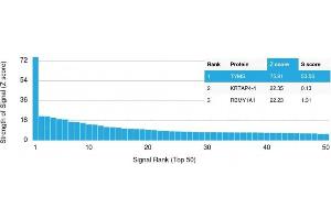 Analysis of Protein Array containing more than 19,000 full-length human proteins using Thymidylate Synthase Monospecific Mouse Monoclonal Antibody (TYMS/1884) Z- and S- Score: The Z-score represents the strength of a signal that a monoclonal antibody (MAb) (in combination with a fluorescently-tagged anti-IgG secondary antibody) produces when binding to a particular protein on the HuProtTM array. (TYMS antibody  (AA 60-174))