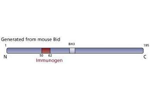 Image no. 1 for anti-BH3 Interacting Domain Death Agonist (BID) (AA 50-62) antibody (ABIN968577) (BID antibody  (AA 50-62))
