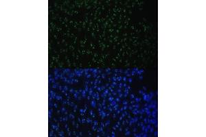 Immunofluorescence analysis of NIH-3T3 cells using DDX50 antibody (ABIN6129371, ABIN6139509, ABIN6139510 and ABIN6224730) at dilution of 1:100.