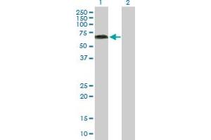 Western Blot analysis of KLC4 expression in transfected 293T cell line by KLC4 MaxPab polyclonal antibody.