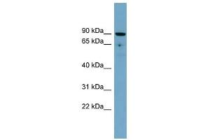 SLC26A9 antibody used at 1 ug/ml to detect target protein.