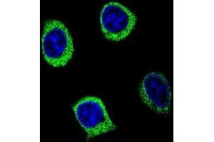 Confocal immunofluorescent analysis of AMY2B Antibody (N-term) (Cat#AP50167PU-N) with 293 cell followed by Alexa Fluor 488-conjugated goat anti-rabbit lgG (green). (AMY2B antibody  (N-Term))