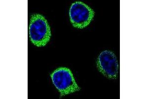Confocal immunofluorescent analysis of AMY2B Antibody (N-term) (Cat#AP50167PU-N) with 293 cell followed by Alexa Fluor 488-conjugated goat anti-rabbit lgG (green). (AMY2B antibody  (N-Term))