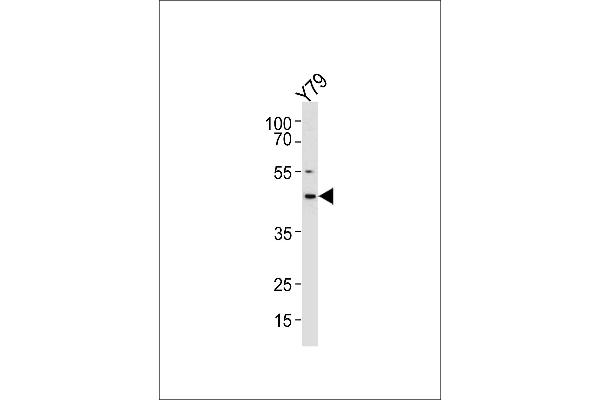 RDH10 antibody  (AA 106-135)