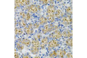Immunohistochemistry of paraffin-embedded mouse kidney using DEFB132 antibody (ABIN6293281) at dilution of 1:100 (40x lens). (DEFB132 antibody)