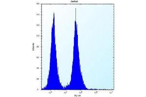 Flow cytometric analysis of Jurkat cells using OR11L1 Antibody (C-term) Cat. (OR11L1 antibody  (C-Term))