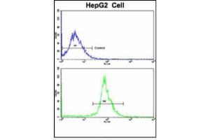 Flow Cytometric analysis of HepG2 cells using LTA Antibody (Center)(bottom histogram) compared to a negative control cell (top histogram). (LTA antibody  (Middle Region))