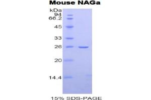 SDS-PAGE analysis of Mouse NAGa Protein. (NAGA Protein)