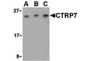 Western Blotting (WB) image for anti-C1q and Tumor Necrosis Factor Related Protein 7 (C1QTNF7) (C-Term) antibody (ABIN1030349) (CTRP7 antibody  (C-Term))