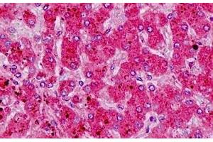 Human Liver: Formalin-Fixed, Paraffin-Embedded (FFPE) (HRH1 antibody  (AA 141-190))