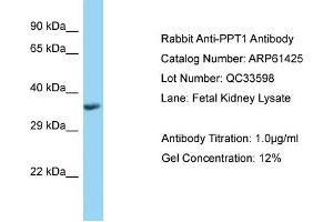 Western Blotting (WB) image for anti-Palmitoyl-Protein Thioesterase 1 (PPT1) (C-Term) antibody (ABIN2788801) (PPT1 antibody  (C-Term))