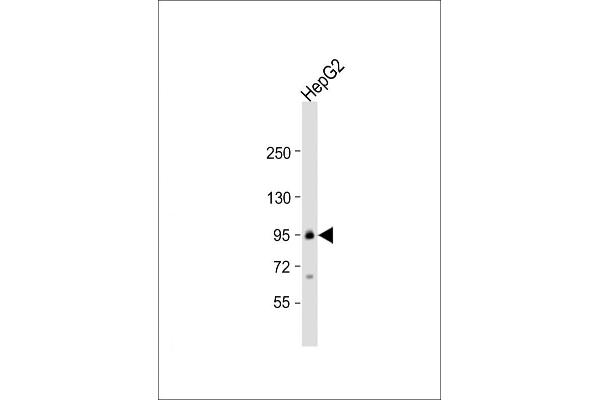 TRPC1 antibody  (C-Term)
