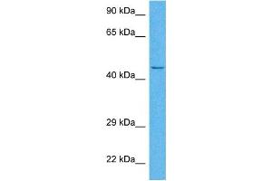 Host:  Rabbit  Target Name:  HSD11B2  Sample Tissue:  Human HepG2 Whole Cell  Antibody Dilution:  1ug/ml (HSD11B2 antibody  (N-Term))