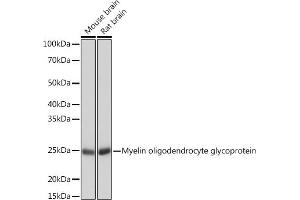 Western blot analysis of extracts of various cell lines, using Myelin oligodendrocyte glycoprotein Rabbit mAb (ABIN7268722) at 1:1000 dilution. (MOG antibody)