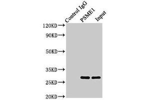 Immunoprecipitating PSME1 in Jurkat whole cell lysate Lane 1: Rabbit control IgG (1 μg) instead of ABIN7164913 in Jurkat whole cell lysate. (PSME1 antibody  (AA 1-249))