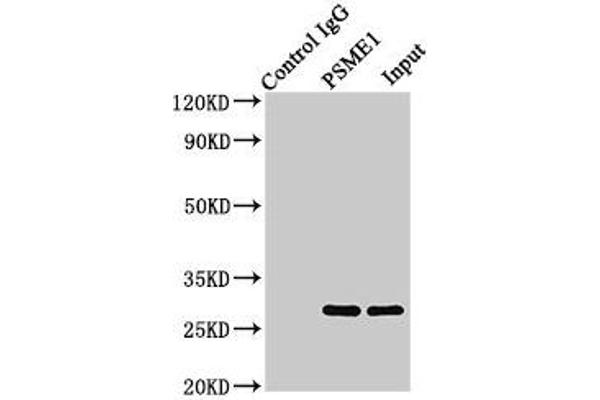 PSME1 antibody  (AA 1-249)