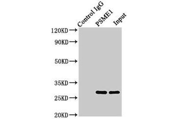 PSME1 anticorps  (AA 1-249)