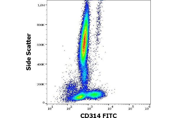 KLRK1 antibody  (FITC)