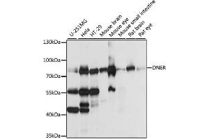 Western blot analysis of extracts of various cell lines, using DNER antibody (ABIN7266727) at 1:1000 dilution. (DNER antibody  (AA 140-240))
