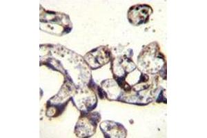 Immunohistochemistry analysis in human placenta tissue (Formalin-fixed, Paraffin-embedded) using FKBP7 / FKBP23  Antibody (C-term), followed by peroxidase conjugation of the secondary antibody and DAB staining. (FKBP7 antibody  (C-Term))