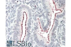 ABIN1590037 (5µg/ml) staining of paraffin embedded Human Uterus. (BCAR1 antibody  (Internal Region))